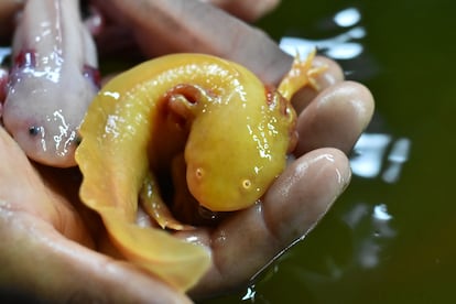 Un trabajador muestra dos ajolotes en un criadero para preservar la especie, en Ciudad de México, en 2019. 