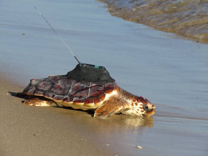 Una tortuga marina es liberada con el dispositivo de rastreo por satélite