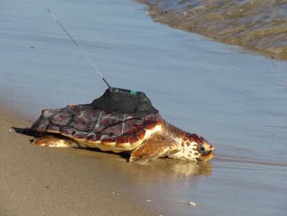 Una tortuga marina es liberada con el dispositivo de rastreo por satélite