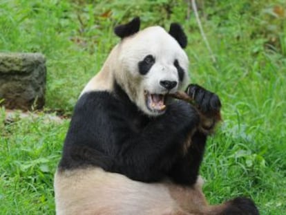 Un centro cerca de la ciudad china de Chengdu cuida de los pandas más longevos y se convierte en un hospital para los heridos