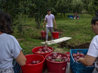 Jóvenes trabajando en un campo de cultivo de manzanas al norte de Grecia