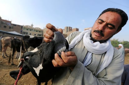 Un vendedor de ganado enseña la dentadura de una vaca en un mercado de ganado de Al Manashi (Egipto).