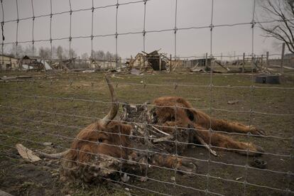 Un animal que murió durante los combates entre las fuerzas rusas y ucranias yace en el suelo de un zoológico privado gravemente dañado en Yasnohorodka, en las afueras de Kiev, este miércoles. Cinco días después de que Rusia anunciara que sus tropas se centrarían en Donbás, un territorio que los separatistas prorrusos controlaban ya en parte desde 2014, los ataques de las fuerzas de Moscú contra esta zona se han recrudecido.