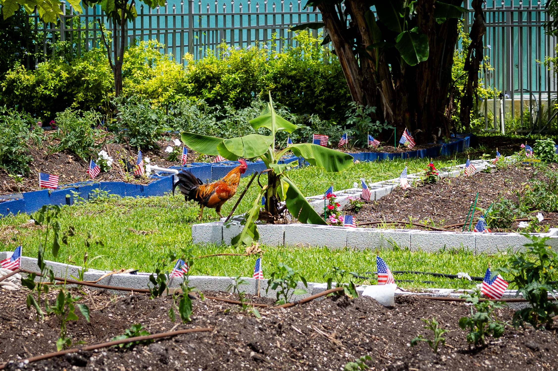 Cultivos en Dunn’s Overtown Farm.