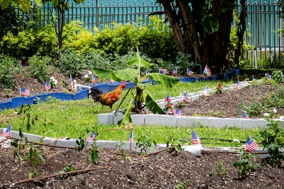 Cultivos en Dunn’s Overtown Farm, una granja urbana comunitaria propiedad del Dr. Marvin Dunn y enfocada en el acceso a alimentos frescos en el barrio de Overtown, en Miami, Florida, Estados Unidos, el miércoles 27 de mayo de 2026