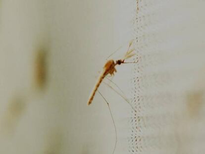Varios mosquitos 'Anopheles gambiae', transmisores de la malaria.