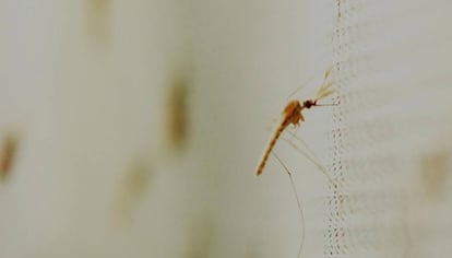 Varios mosquitos 'Anopheles gambiae', transmisores de la malaria.