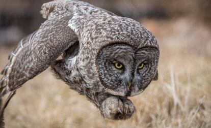 Uma coruja se lança em busca de uma presa em New Hampshire.