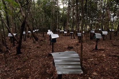 The Meliponini tribe cares for the stingless bees, of which there are over 120 species in Colombia