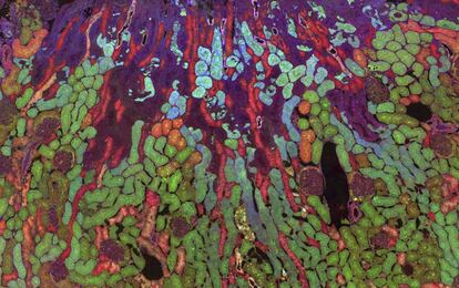 Imagem feita com microscópio óptico mostra como os metabólitos se distribuem no rim de um camundongo. Colorido em vermelho, vê-se o ácido aspártico, e, em azul e verde, as moléculas de glutamina e glutationa, respectivamente. Quanto maior a concentração de cada molécula na célula, mais brilhante a cor aparece na imagem.