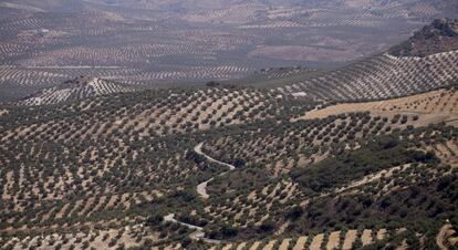Vistas de cultivo de olivar desde la &quot;Piedra de Juan Mateo&quot;, en la localidad cordobesa de Luque.