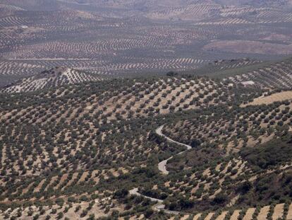 Vistas de cultivo de olivar desde la "Piedra de Juan Mateo", en la localidad cordobesa de Luque.