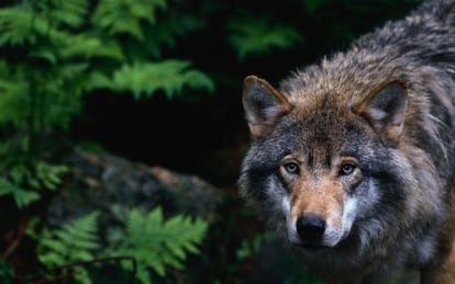 Un ejemplar de lobo gris en la región de los Cárpatos, en Rumanía.