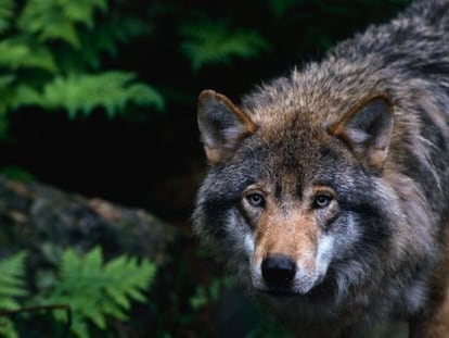 Un ejemplar de lobo gris en la región de los Cárpatos, en Rumania.