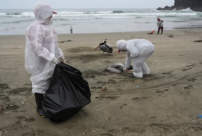 Municipal workers collect dead pelicans on Santa Maria beach in Lima, Peru, on November 30, 2022.