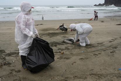 Municipal workers collect dead pelicans on Santa Maria beach in Lima, Peru, on November 30, 2022.