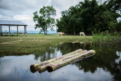 Frecuentadas por las inundaciones, las comunidades que viven en Dhemaji han aprendido a adaptarse a sus circunstancias. Cuando todo se inunda utilizan los troncos de los plátanos como balsa. "Durante las inundaciones no hay espacio que pueda utilizar para defecar. No puedo hacerlo en casa porque el hedor sería insoportable y, lo que es más importante, provocaría enfermedades", dice Anjuli. "La única opción disponible es remar con la balsa de plátanos hasta aguas abiertas y encontrar un lugar apartado y defecar sobre el costado de la balsa".