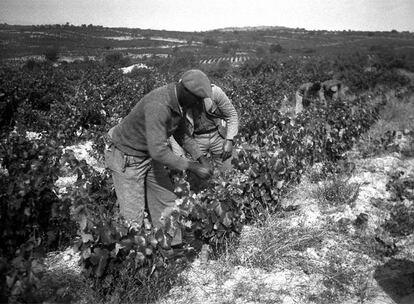 Brigadistas internacionales ayudando a los payeses en las tareas del campo en Priorat (Tarragona)