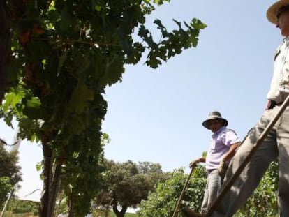 Dos agricultores en una vi&ntilde;a.