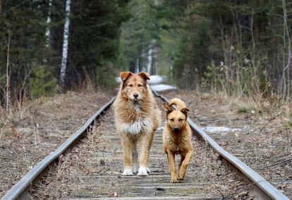 Dos perros callejeros caminan a lo largo de una va ferroviaria ubicada en un bosque de la Taiga siberiana cerca de Krasnoyarsk (Rusia), el 3 de abril de 2019.