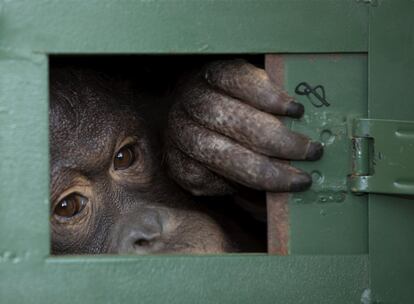 'Cola', una orangután de 10 años, espera en una jaula su traslado a Indonesia, en el aeropuerto de Suvarnabhumi (Bangkok, Tailandia), el pasado día 20.