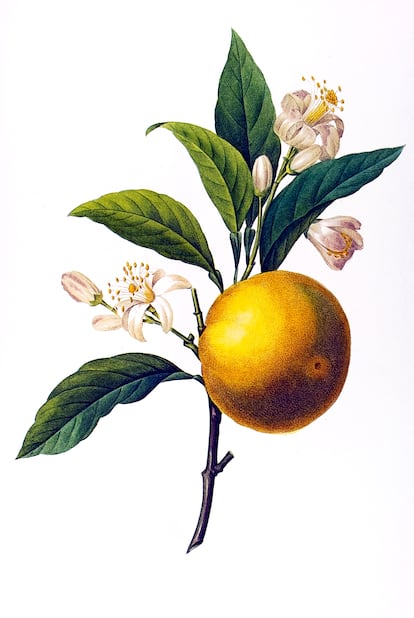 Ilustración botánica del Citrus aurantium, el naranjo amargo.
