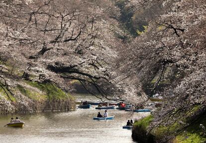 La primavera ha llegado a Japón y así lo demuestran los cerezos al florecer, un fenómeno natural conocido como 'hanami'. En la imagen, varias personas pasean en barca mientras observan los cerezos en flor, este martes en Tokio (Japón).