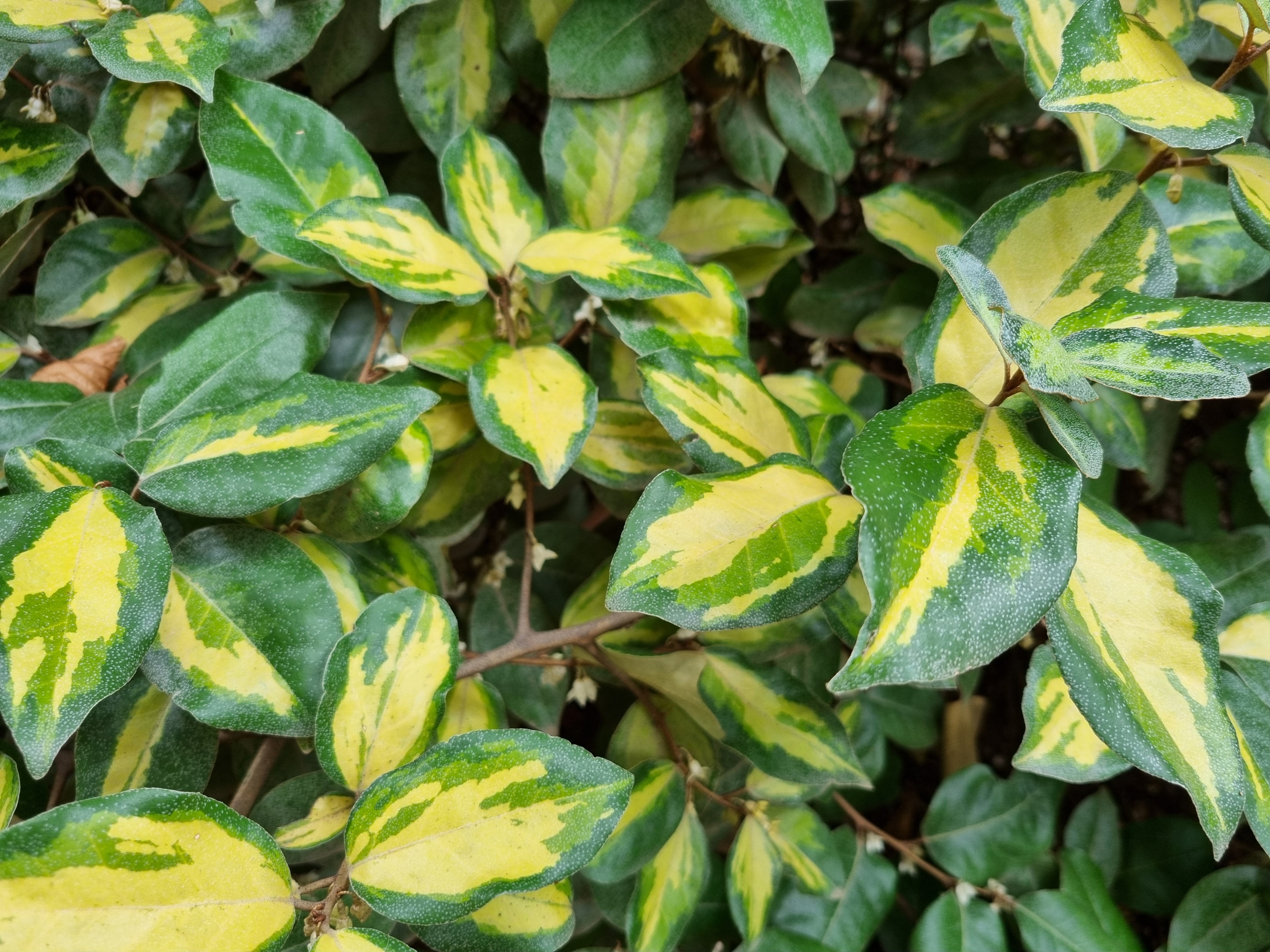 El cultivar Limelight tiene las hojas variegadas en amarillo y verde claro.