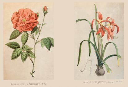 Esta <i>Enciclopedia farmacéutica</i> (1888) es un ejemplo del interés por la divulgación científica. Contiene láminas litografiadas en color.