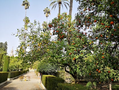 Orange and lemon trees in the gardens of the Real Alcázar in Seville. 