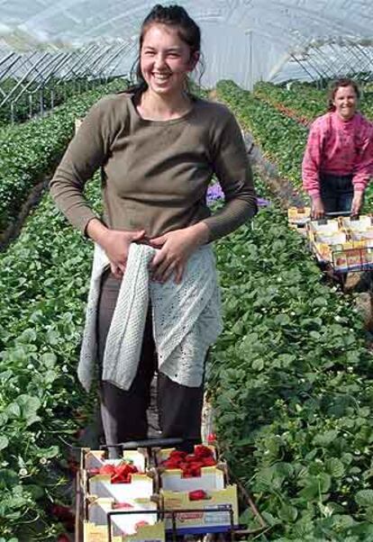 Trabajadoras rumanas recolectan fresas en Huelva.