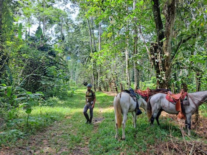 Los huéspedes de la reserva Selva Bananito pueden gozar de cabalgatas y de la observación de 300 especies diferentes de aves