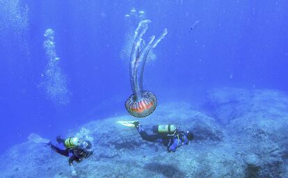 Buceadores junto a un ejemplar de pelagia noctiluca, medusa tpica del mar Mediterrneo. Las tres reservas marinas valencianas arrojan esperanzadores datos de recuperacin de poblaciones pesqueras (langosta roja, mero, salmonete) que sirven para mantener la actividad extractiva y proteger los ecosistemas sumergidos, como las valiosas praderas de Posidonia ocenica.