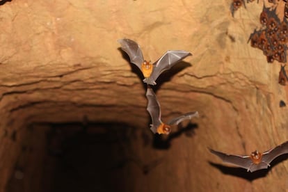 Nuevas especies de murciélagos relacionadas con los sospechosos de ser el origen del coronavirus.