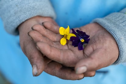María Sandra Vinocunga sostiene una flor de pensamiento (violeta), usada por las hierbateras para dolores, estrés y nervios. A la izquierda (amarilla) está la ñagcha, utilizada para la bilis.