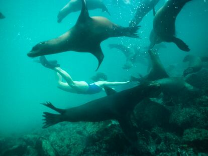 Los mejores sitios para ver animales en libertad