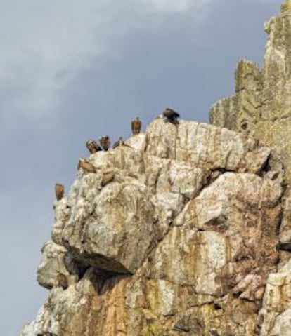 Buitres en Monfrag&uuml;e.