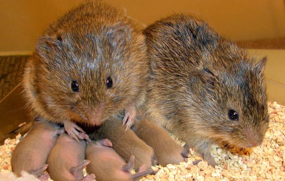 Los topillos de la pradera son una de las pocas especies de mamífero fieles a la pareja.