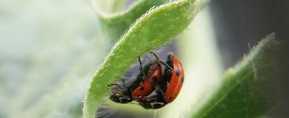 Dos mariquitas instaladas en una sandía como depredadoras del pulgón.