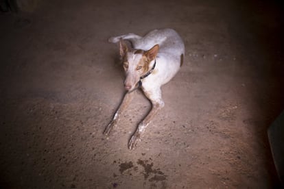 Un galgo espera tumbado en el suelo. En España se abandonan más de cien mil perros al año.