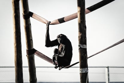 Muchos de los primates de Rainfer llegaron en condiciones lamentables, tanto física como psicológicamente, fruto de años de encierro y malos tratos. El chimpancé 'Yaki', en la foto, vino de un circo y era adicto al alcohol.