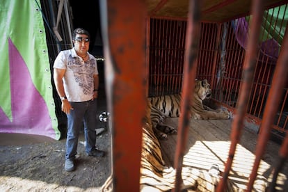 Armando Cedeño, presidente de la Unión Nacional de Empresarios y Artistas de Circo (UNEAC) junto a la jaula de los tigres.