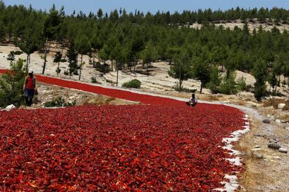 Un campesino revisa guindillas colocadas sobre una carretera para que sequen al sol antes de venderlas, en Turquía.