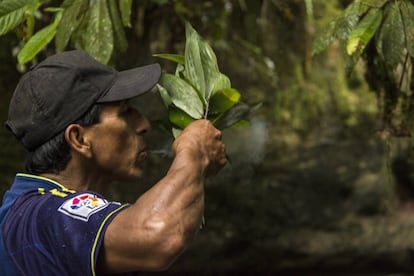 Esteban Calapucha exhala humo sobre un ramo de hojas durante una ceremonia de purificación kichwa. Antes de ingresar a la selva virgen, los indígenas realizan este ritual para limpiar a los visitantes de las malas energías que traen de la ciudad. Además, les dan de beber la infusión de guayusa, que por su alta cantidad de cafeína y antioxidantes les ayudará a aguantar la larga caminata por el agreste entorno amazónico.