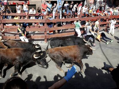 Toros en el primer encierro de San Sebasti&aacute;n de los Reyes.