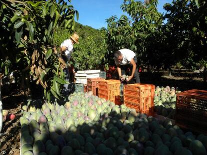 Recogida de mango en la comarca malague&ntilde;a de la Axarqu&iacute;a