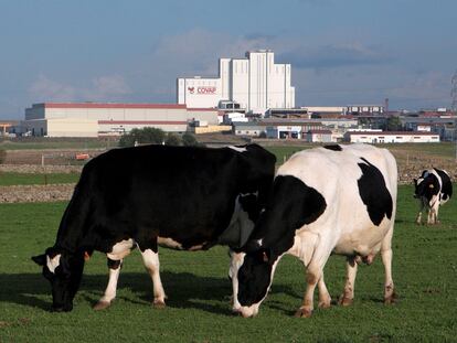 Vacas lecheras paciendo con la planta láctea de Covap al fondo.