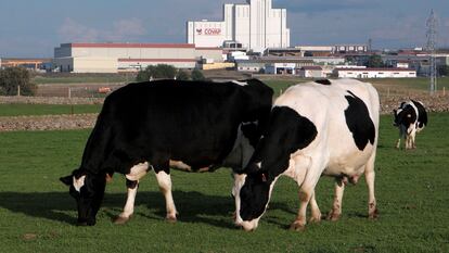 Vacas lecheras paciendo con la planta láctea de Covap al fondo.