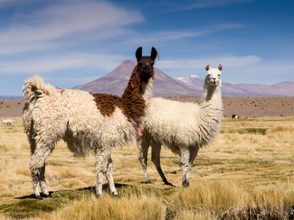 Dos llamas en la región de Tarapacá (Chile).