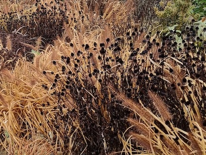 Gramíneas amarillentas y cabezas oscuras de rudbekias dan una luz distinta al jardín.